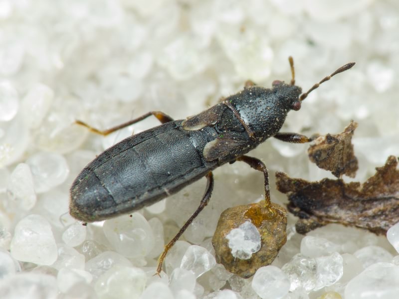 Dimorphopterus spinolae (Signoret, 1857)